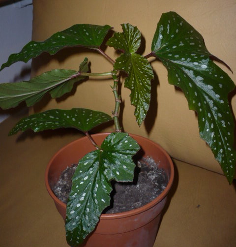 arx1253700548j.JPG