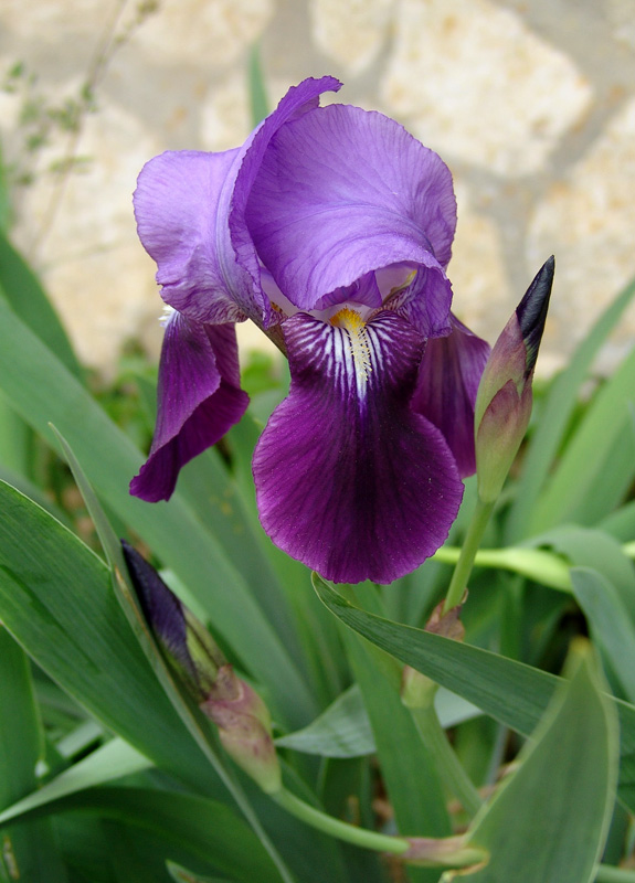 arx1255622906g.jpg