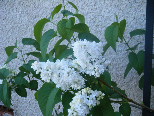 arx1256098114l.jpg