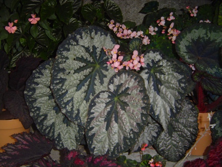 arx1257242587o.jpg