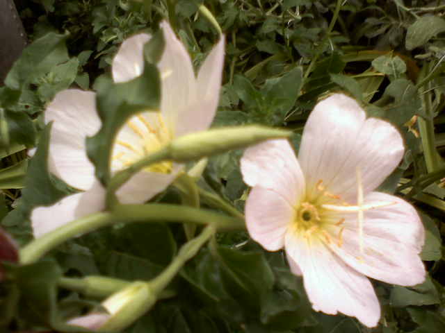 arx1257316197h.jpg