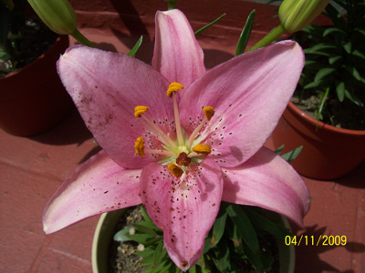 arx1257378786n.jpg