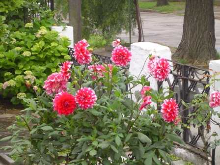 arx1258875803s.JPG