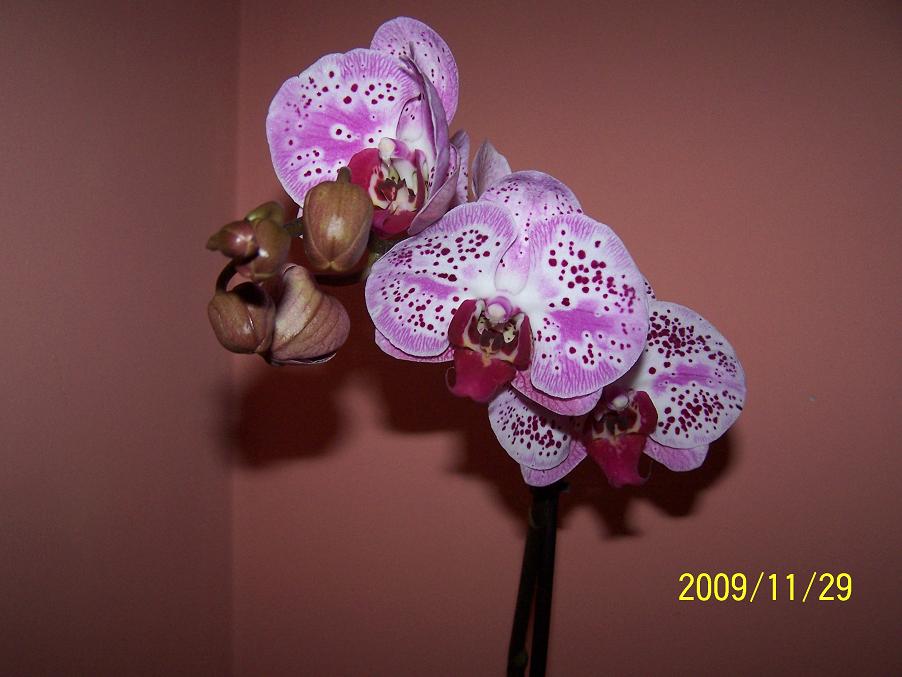 arx1259641566e.JPG