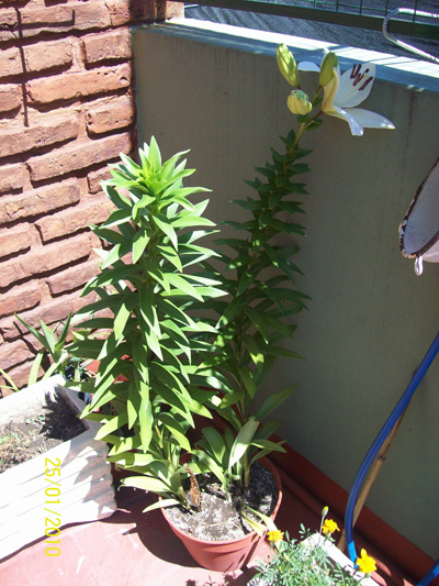 arx1264459452b.jpg