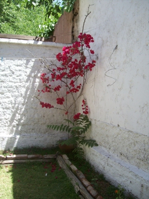 arx1268912376k.jpg