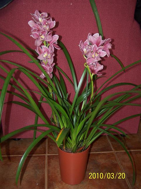 arx1269132513d.JPG