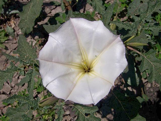 arx1269480981z.jpg