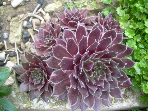 arx1269630965v.JPG