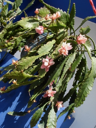 arx1271817463d.JPG