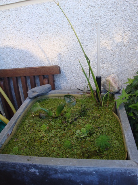 arx1274129363a.JPG
