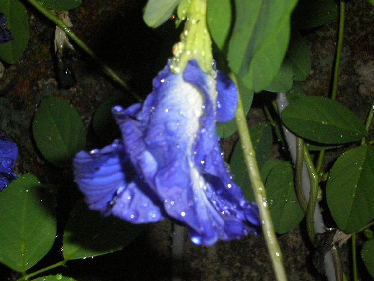 arx1277333263a.JPG
