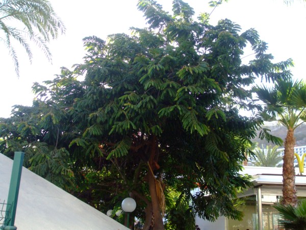 arx1279773346x.JPG