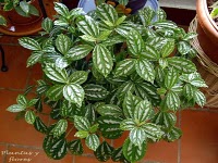 arx1281638807v.jpg