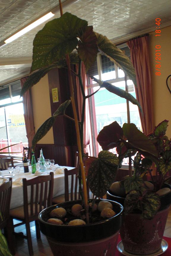 arx1281646364r.JPG