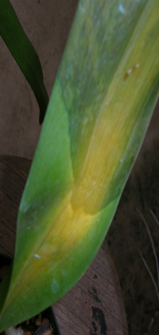 arx1284427941o.jpg
