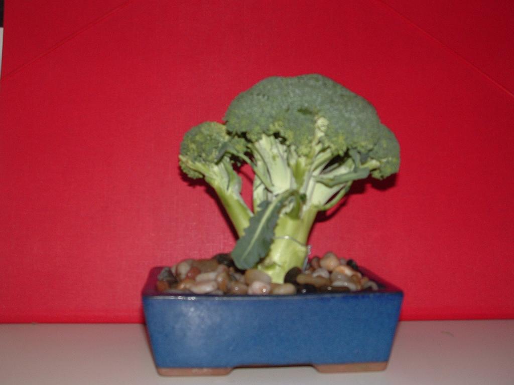 arx1285898333t.jpg