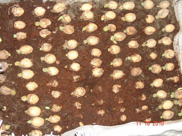 arx1287433663x.jpg