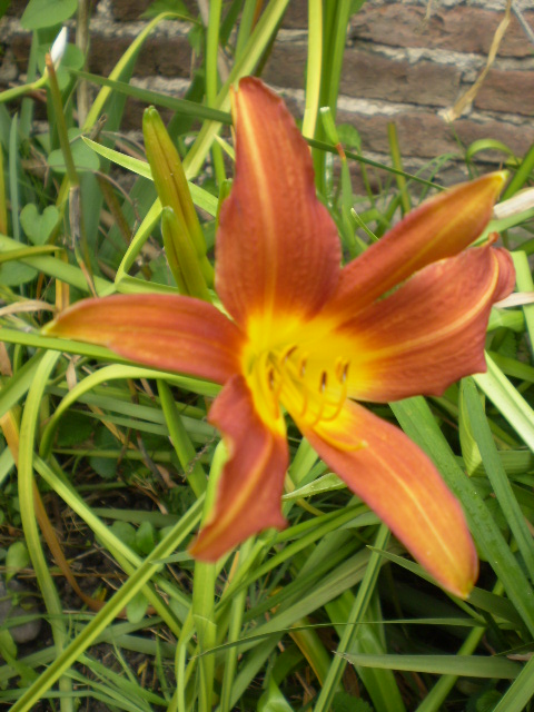 arx1290960129a.JPG