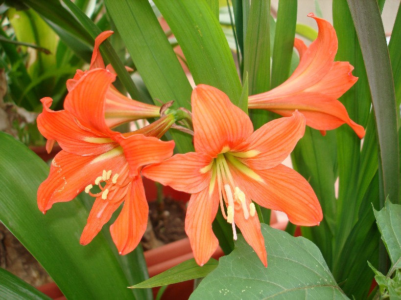 arx1297550946q.JPG