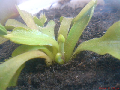 arx1299974049s.jpg