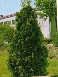 arx1304779217l.jpg