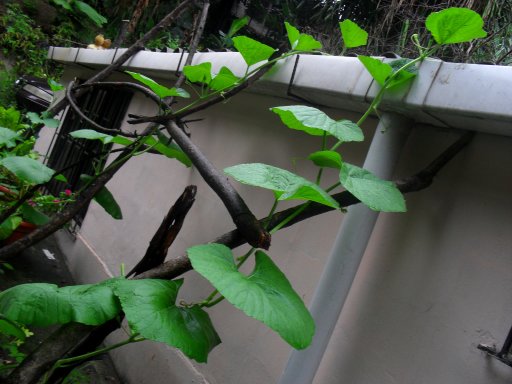 arx1304794688d.jpg