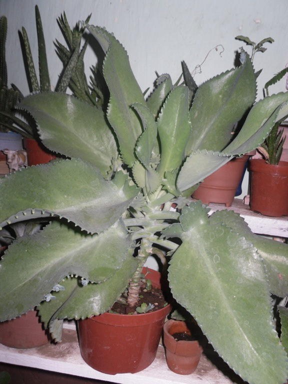 arx1306855676b.JPG
