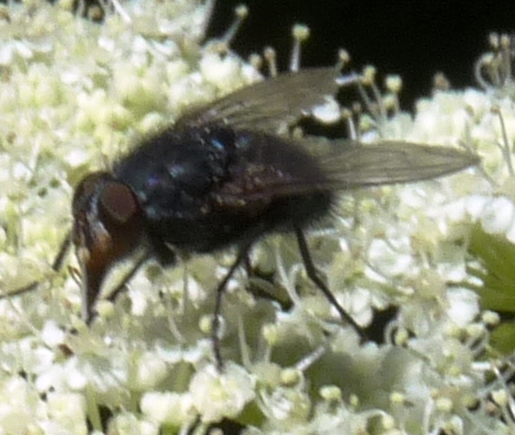 arx1311841728u.JPG