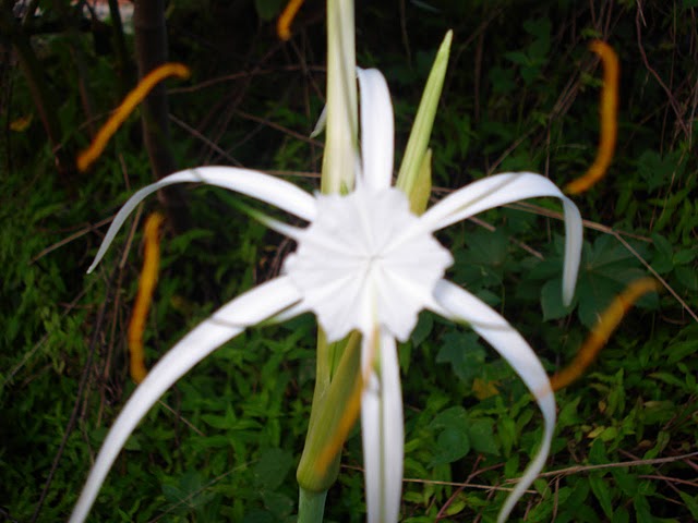arx1311867462j.JPG