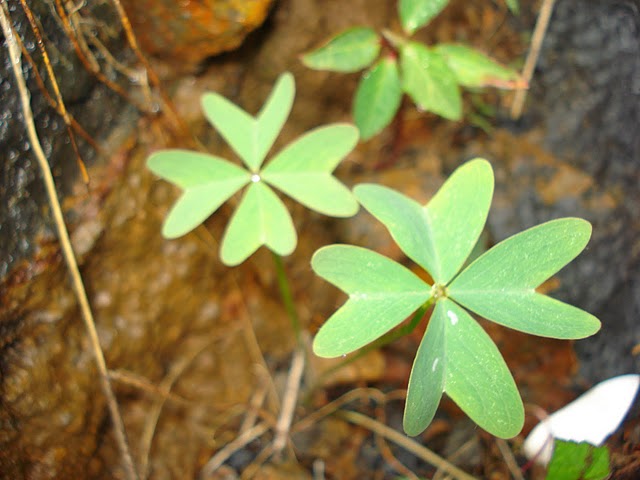 arx1311906455g.JPG