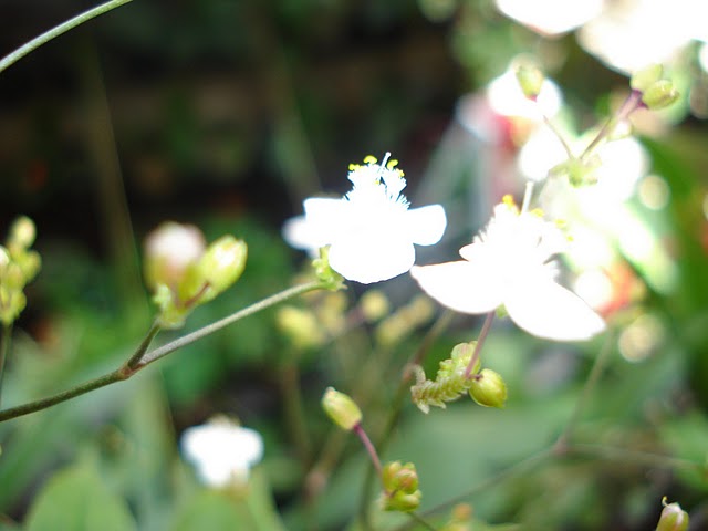 arx1312044256n.JPG