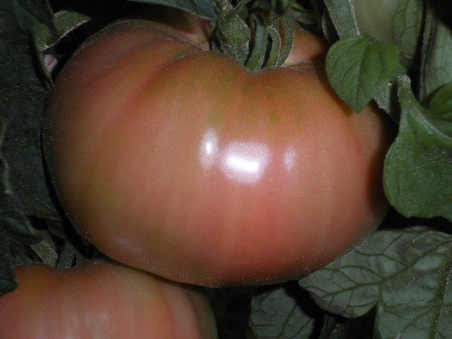 arx1312137296c.JPG