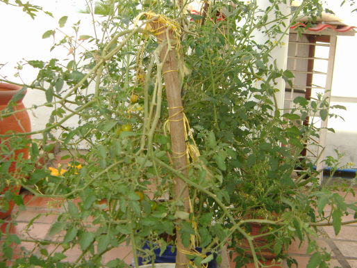 arx1312303486g.JPG