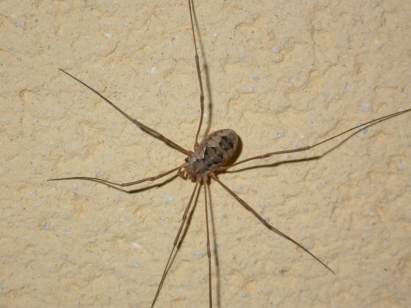 arx1312310550g.JPG