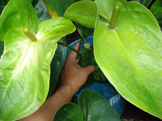arx1312417525e.JPG