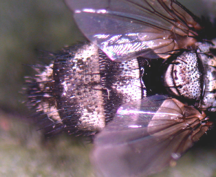 arx1312556314f.JPG