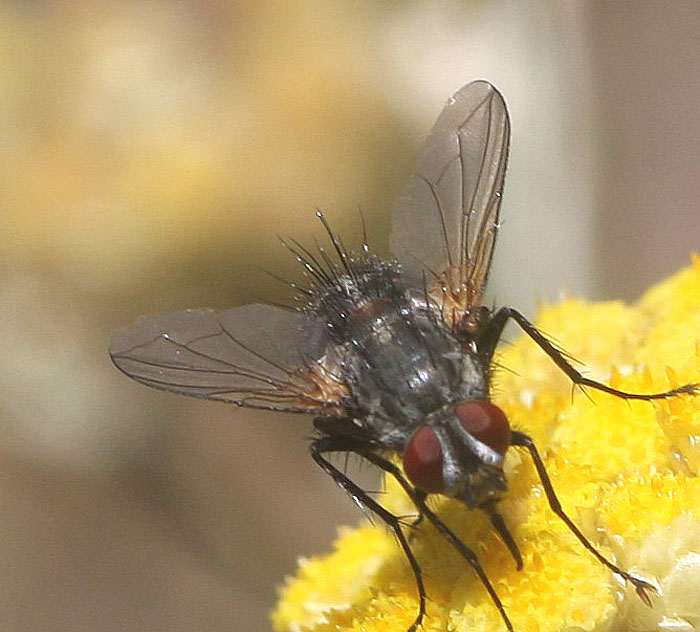 arx1312561065e.jpg