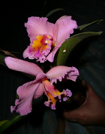 arx1312588946i.jpg