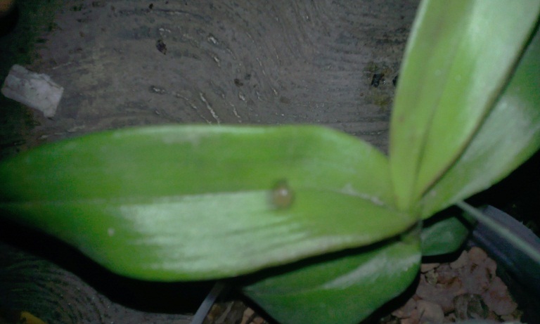 arx1312602164u.jpg