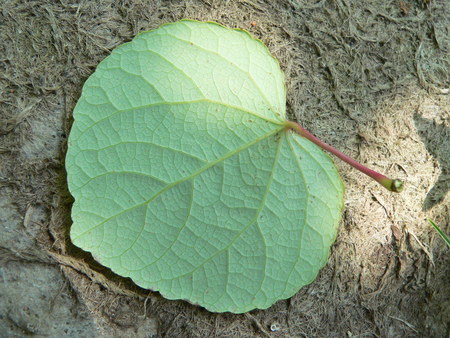 arx1312652360s.jpg