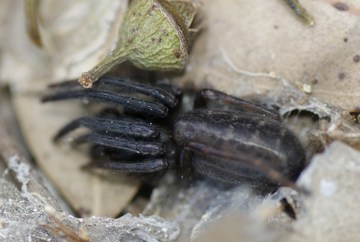 arx1312711653b.jpg