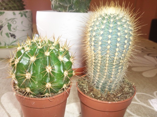 arx1312804240g.jpg