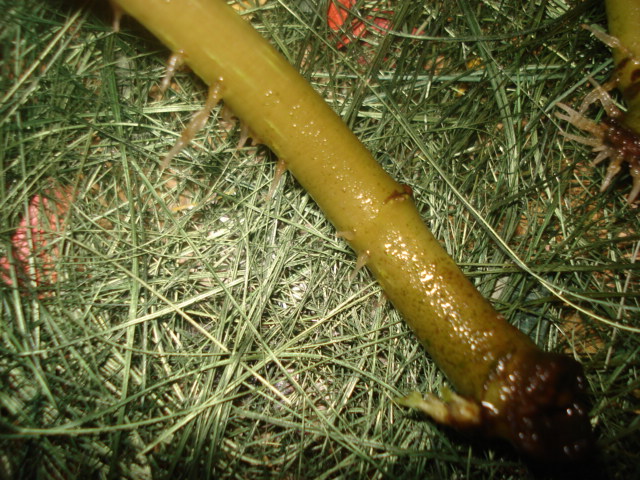 arx1312905628y.JPG