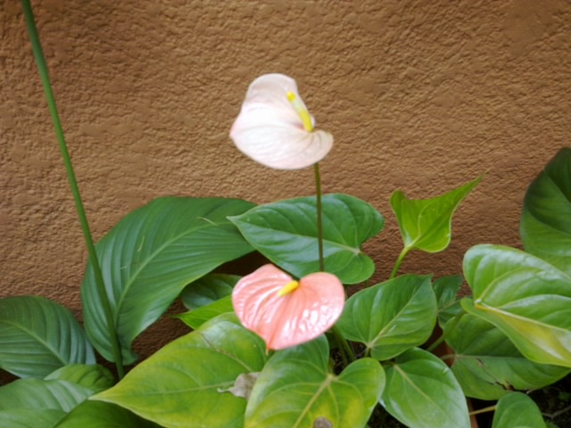 arx1312909965d.jpg