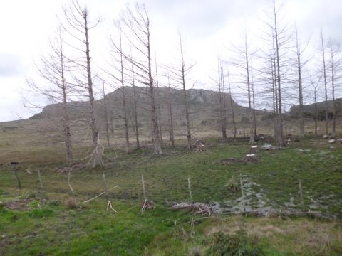 arx1312988588b.JPG