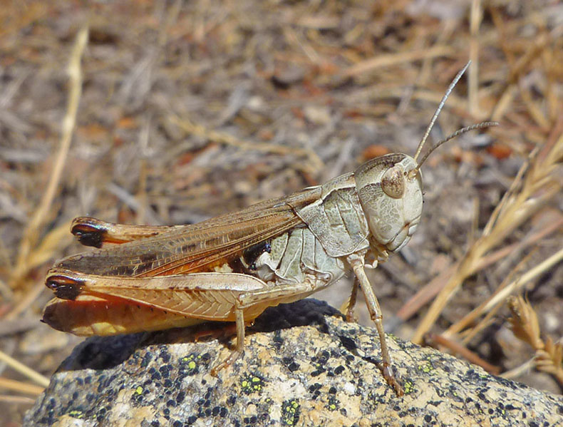 arx1313008569i.jpg