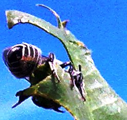 arx1313243497x.jpg