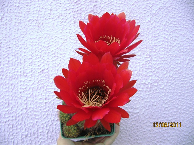 arx1313257675k.JPG