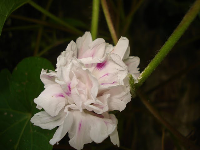 arx1313259562w.JPG